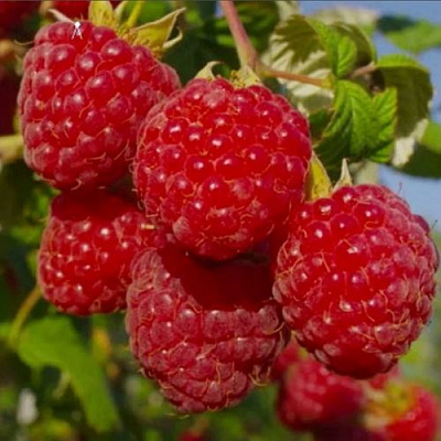 Ранняя в Одинцове