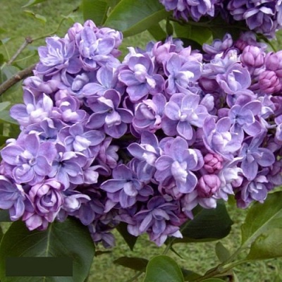 Сирень АМИ ШОТТ в Одинцове
