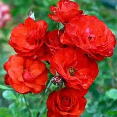 Роза ФАЙЕР КИНГ спрей  в Одинцове