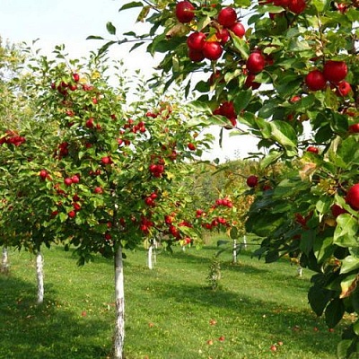 Плодовые деревья в Одинцове
