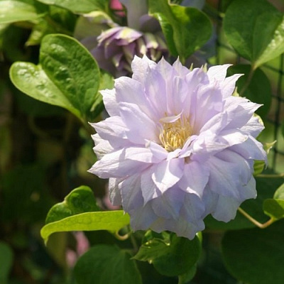 Клематис БЕЛЬ ОФ ВОРКИНГ в Одинцове