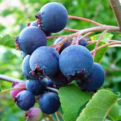 Ирга ПЕМБИНА в Одинцове