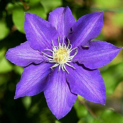 Клематис ЗЕ ПРЕЗИДЕНТ в Одинцове