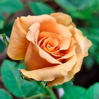 Роза ТОФФИ чайно-гибридная  в Одинцове