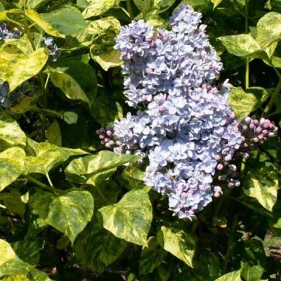 Сирень АУКУБАФОЛИЯ в Одинцове