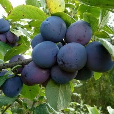 Слива КРОМАНЬ в Одинцове
