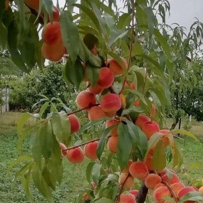 Персик ВУЛКАН в Одинцове