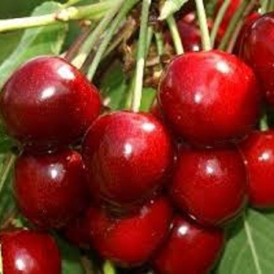 Черешня МИНЧАНКА в Одинцове