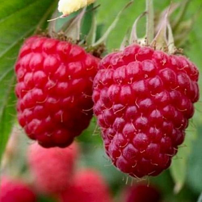 Средняя в Одинцове