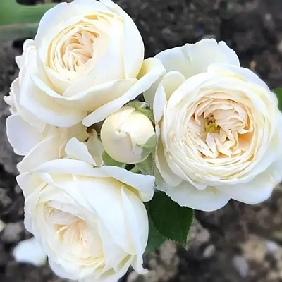 Роза АРТЕМИС шраб в Одинцове