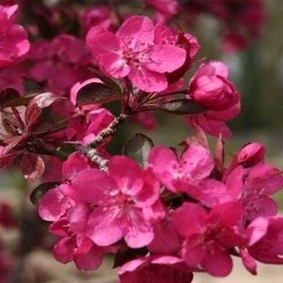Яблоня РЕД КЕТТИ в Одинцове