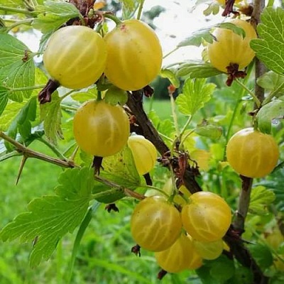 Крыжовник АЛТАЙСКИЙ в Одинцове