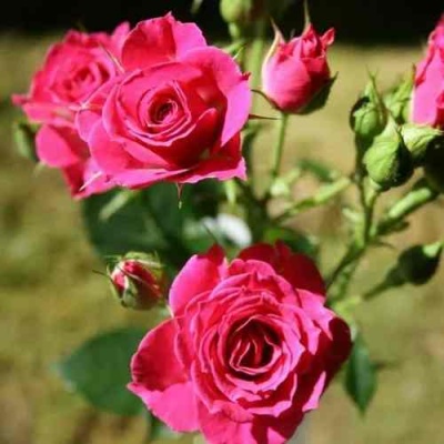 Роза ЛАВЛИ ЛИДИЯ спрей в Одинцове