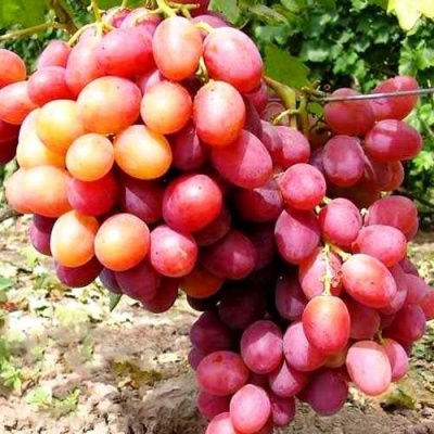 Виноград АНЮТА в Одинцове