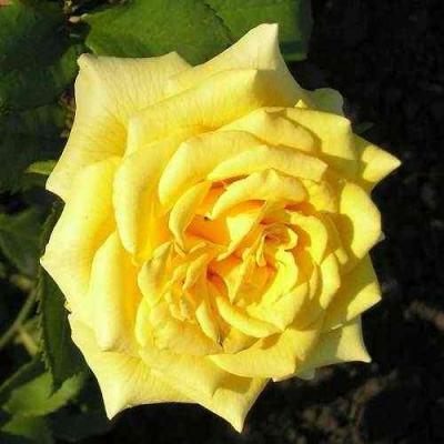 Роза ЛАНДОРА чайно-гибридная  в Одинцове