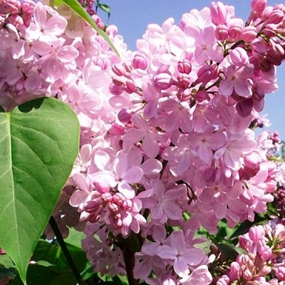 Сирень АДЕЛИНА в Одинцове