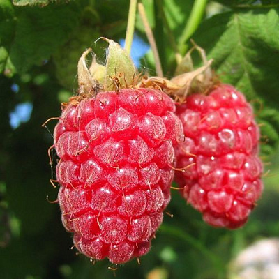 Крупная в Одинцове