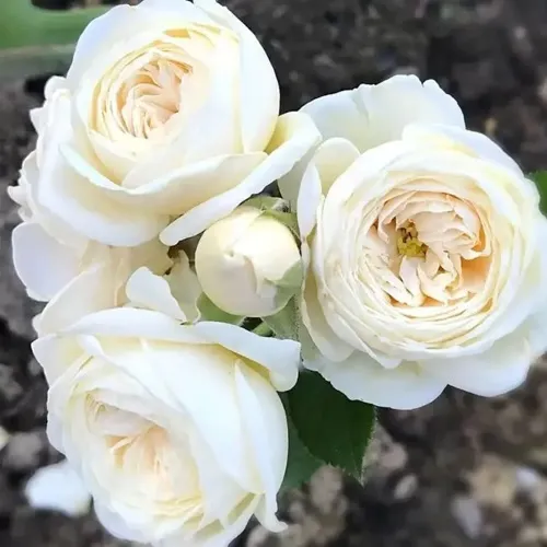 Роза АРТЕМИС шраб в Одинцове